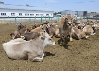 Уверенный рост в животноводстве наблюдается в Жетісу