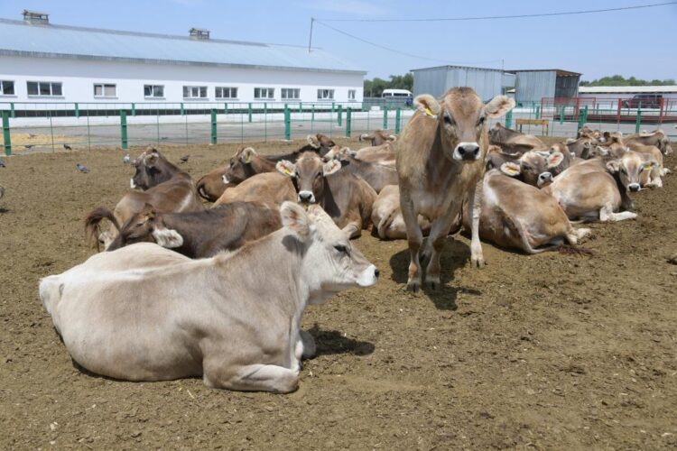 Уверенный рост в животноводстве наблюдается в Жетісу