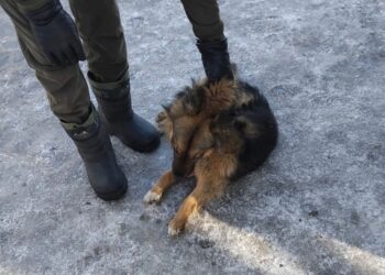 Рейд по отлову собак прошел на улицах Сарыозека