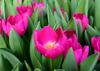 В Жетісу стартовала масштабная праздничная программа к 8 Марта