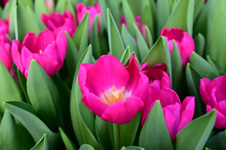 В Жетісу стартовала масштабная праздничная программа к 8 Марта