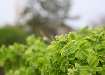 «Таза Қазақстан»: Стартовало озеленение сёл Ескельдинского района