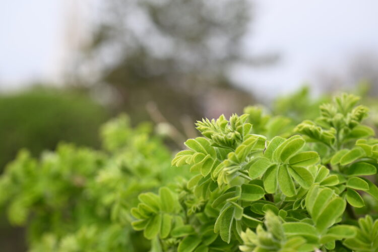 «Таза Қазақстан»: Стартовало озеленение сёл Ескельдинского района