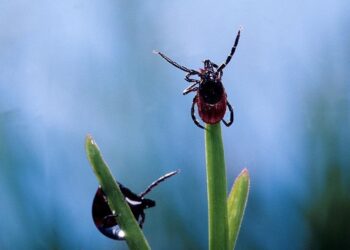 Сезон клещей начинается в Жетісу