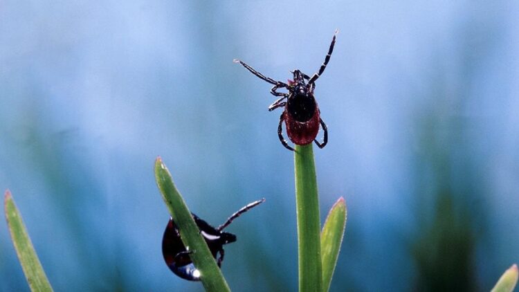 Сезон клещей начинается в Жетісу