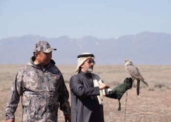 Возвращение «степного рыцаря»: как в нацпарке «Алтын-Эмель» спасают сокола-балобана