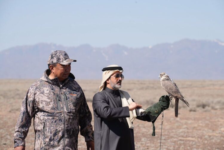 Возвращение «степного рыцаря»: как в нацпарке «Алтын-Эмель» спасают сокола-балобана