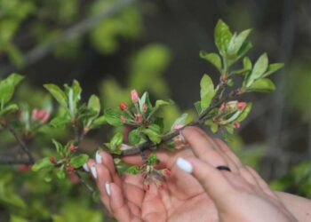 В мае в области Жетісу пройдет фестиваль яблони Сиверса
