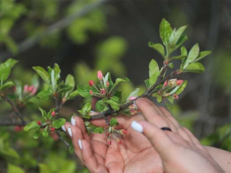В мае в области Жетісу пройдет фестиваль яблони Сиверса