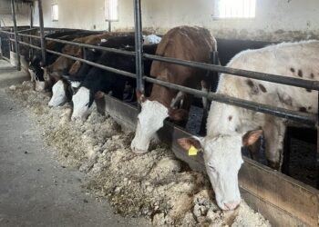 Весенняя окотная кампания проходит в Коксуском районе