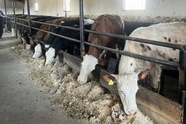 Весенняя окотная кампания проходит в Коксуском районе