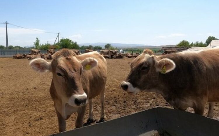 Кража скота на 46 млн тенге раскрыта в Ескельдинском районе