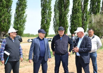 В Жетісу строят центр по разведению тазы и тобета, развивают агросектор и модернизируют дороги