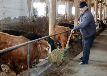 Сила аула: Как Кожабек Толыбаев построил успешное хозяйство в Шокане