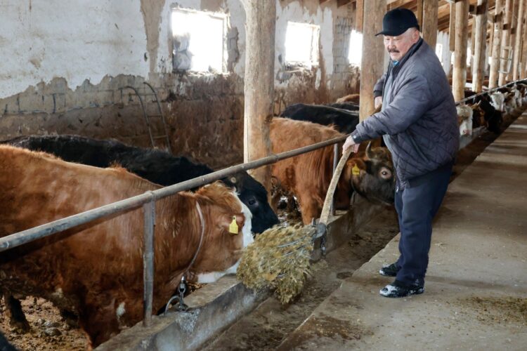 Сила аула: Как Кожабек Толыбаев построил успешное хозяйство в Шокане