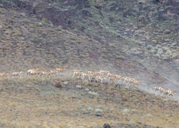 «Алтынемель»: 30 лет на защите дикой природы Казахстана