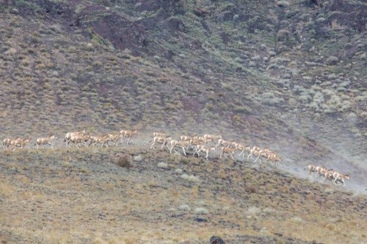 «Алтынемель»: 30 лет на защите дикой природы Казахстана