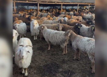 Каратальские фермеры наращивают поголовье и укрепляют ветеринарную безопасность