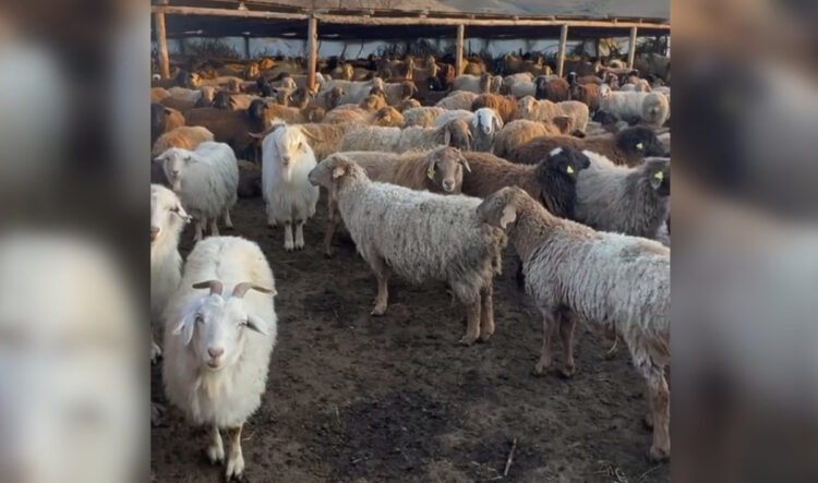 Каратальские фермеры наращивают поголовье и укрепляют ветеринарную безопасность