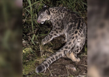 Снежный барс попал в объектив в Жетісу