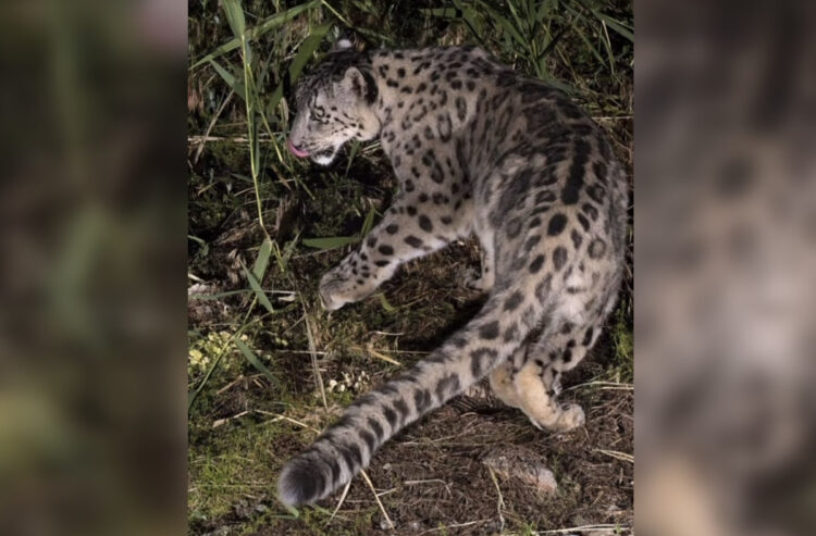 Снежный барс попал в объектив в Жетісу