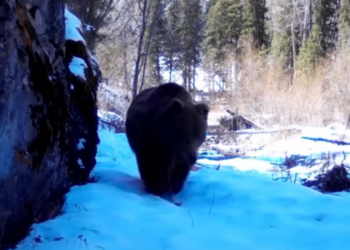 В Жонгар-Алатауском нацпарке зафиксировали ранний выход медведя из спячки