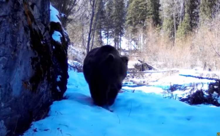 В Жонгар-Алатауском нацпарке зафиксировали ранний выход медведя из спячки
