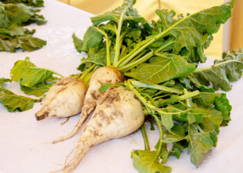 В Аксуском районе стартовал посев сахарной свеклы