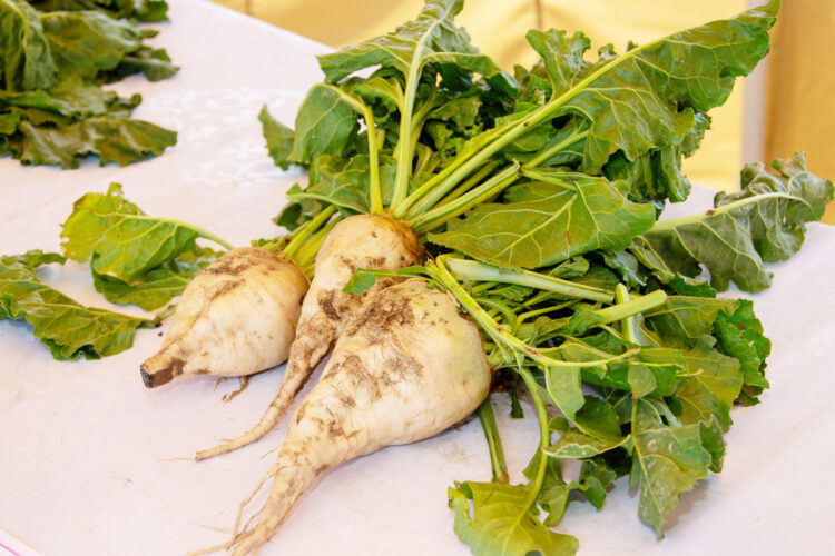 В Аксуском районе стартовал посев сахарной свеклы