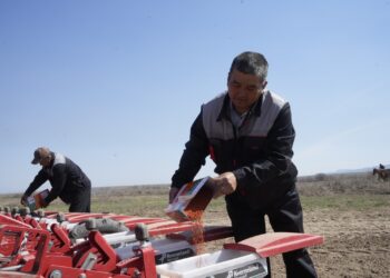 Посевная сахарной свеклы стартовала в Коксуском районе