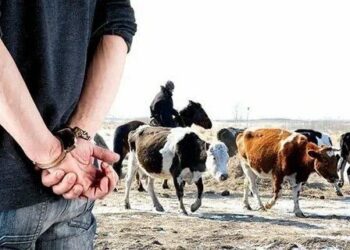 ОПМ «Скотокрад» проходит в Жетісу