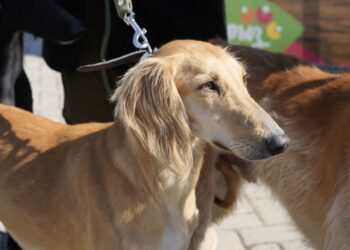 В Казахстане утвердили новый праздник — День казахского тазы и тобета