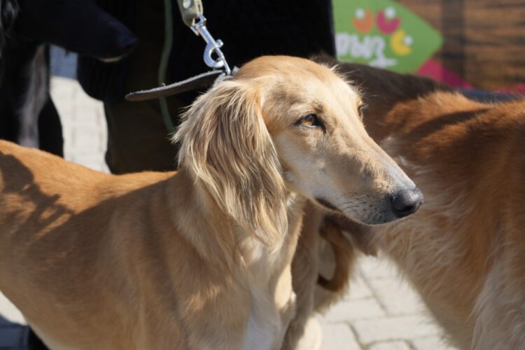 В Казахстане утвердили новый праздник — День казахского тазы и тобета