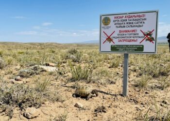 Жесткие ограничения на торговлю степными рептилиями ввели в Казахстане