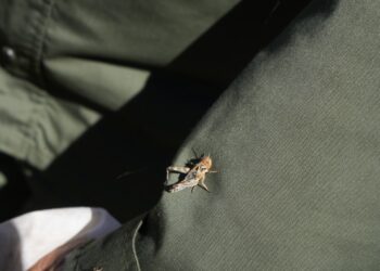 Борьбу с саранчой активизировали в Жетісу