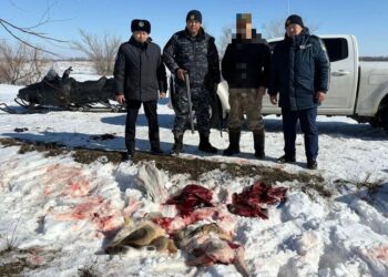Жителя Жетісу задержали за отстрел двух сибирских косуль