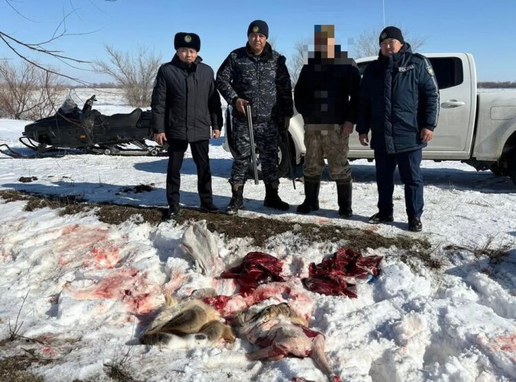 Жителя Жетісу задержали за отстрел двух сибирских косуль