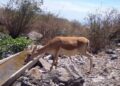 В Алтынемеле сняли на видео грациозных джейранов