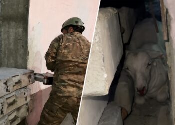 Козу, застрявшую в ловушке, вызволили талдыкорганские спасатели