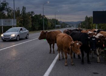 Бродячий скот провоцирует смертельные аварии в Жетісу