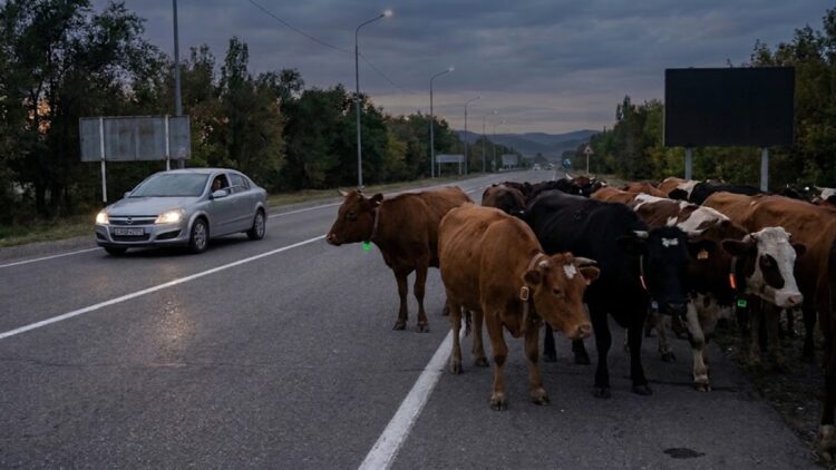 Бродячий скот провоцирует смертельные аварии в Жетісу