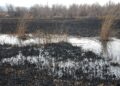 Девять лесных пожаров с начала года зафиксировали в Жетісу