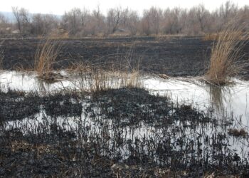 Девять лесных пожаров с начала года зафиксировали в Жетісу