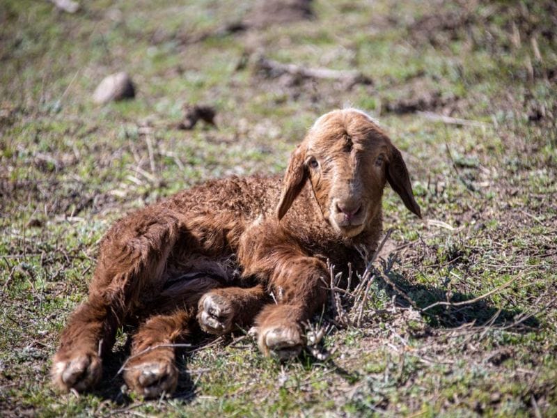 В Жетысу планируется открыть 18 ветпунктов