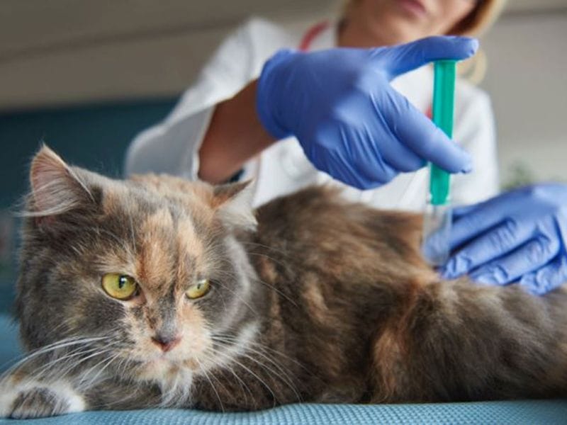 Чипирование кошек и собак: что нужно знать о процедуре