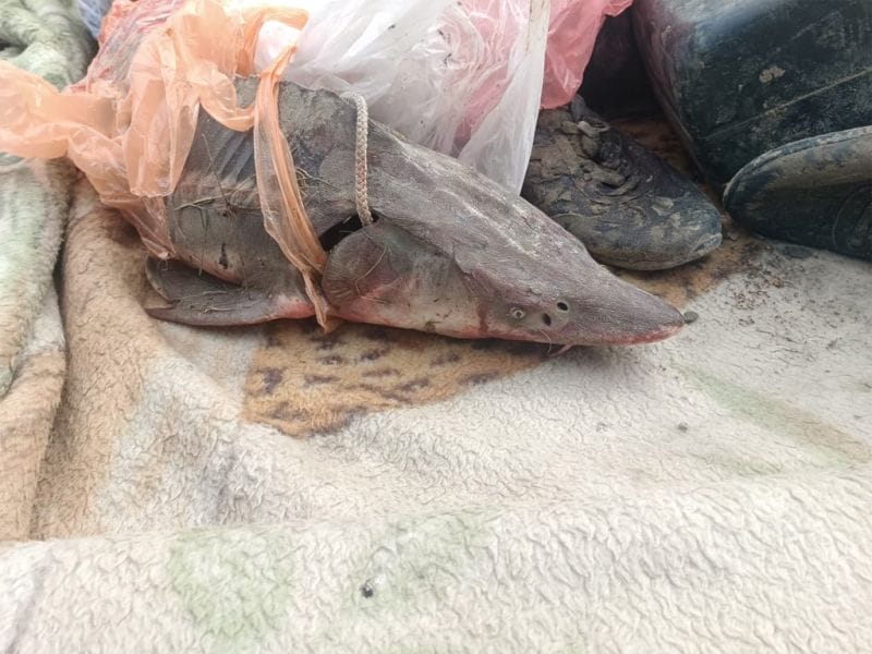 Браконьеру, выловившему краснокнижную рыбу, в реке Каратал, вынесли судебный приговор