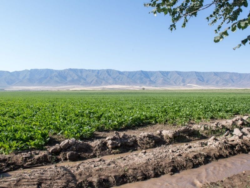 Сегодня казахстанцы отмечают День работников сельского хозяйства