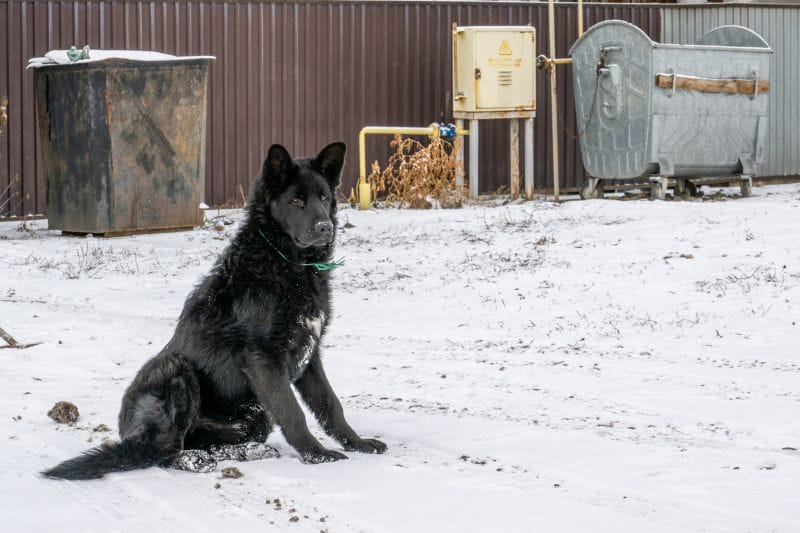 Чипы и ответственность: два пути решения проблемы бродячих собак в Жетiсу