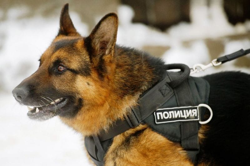 Кинологи Талдыкоргана рассказали школьникам о работе служебных собак