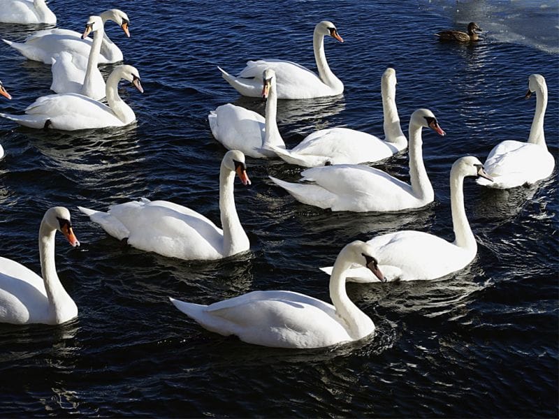 Лебединое чудо: 20 белоснежных красавцев поселились у Уштобе